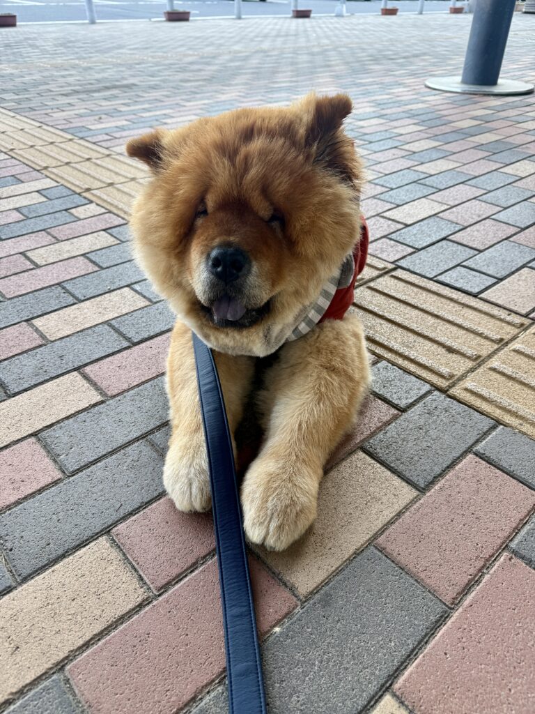 チャウチャウこじろう